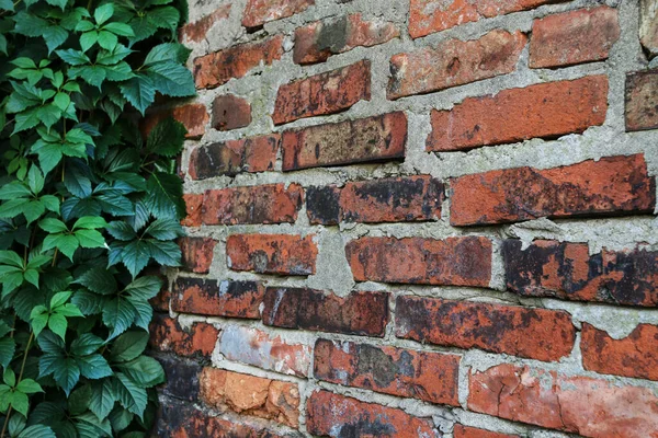 Parede Tijolo Velho Decorado Com Plantas Verdes Recursos Gráficos — Fotografia de Stock