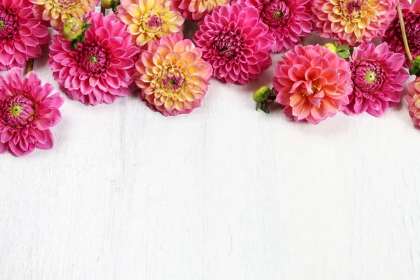 Kleurrijke Dahlia Bloemen Witte Houten Achtergrond Kopieer Ruimte Grafische Hulpbronnen — Stockfoto