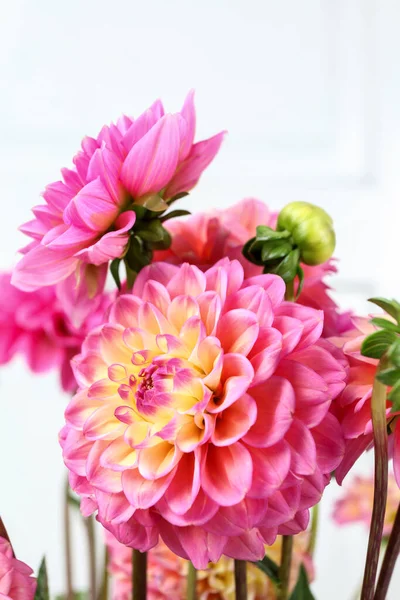 Kleurrijke Dahlia Bloemen Witte Houten Achtergrond Kopieer Ruimte Grafische Hulpbronnen — Stockfoto