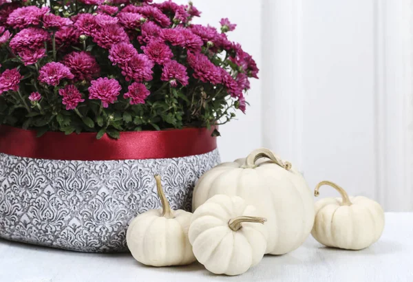 Weiße Baby Buo Kürbisse Und Lila Chrysanthemenblüten Traditionelle Herbstliche Dekoration — Stockfoto