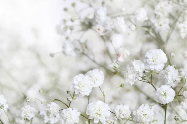 小さな白い花 ジプシー パニカータ ぼやけた 選択的な焦点を持つ背景 グラフィックリソース — ストック写真