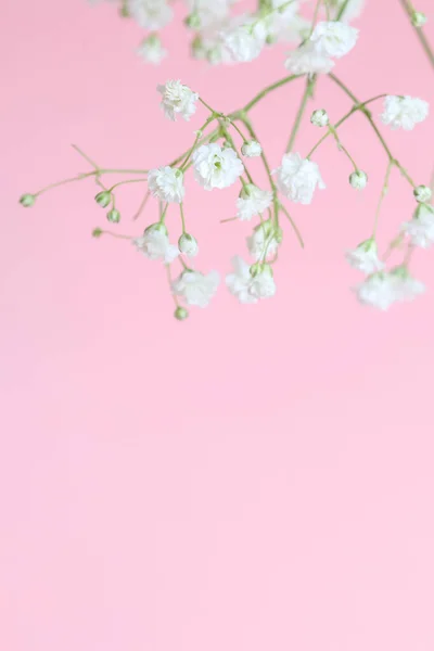Background Tiny White Flowers Gypsophila Paniculata Blurred Selective Focus Graphic — Stock Photo, Image