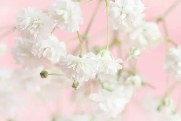 Fondo Con Diminutas Flores Blancas Gypsophila Paniculata Enfoque Borroso Selectivo —  Fotos de Stock