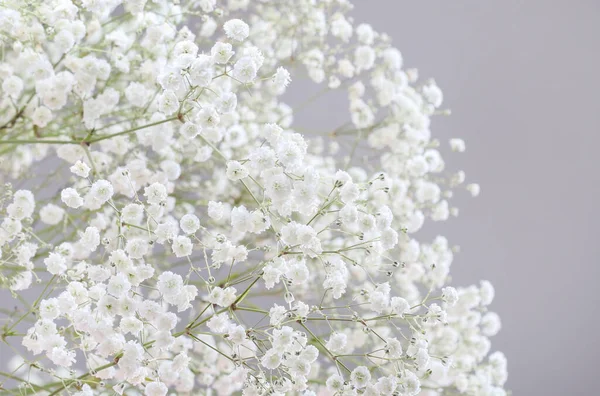 Hintergrund Mit Winzigen Weißen Blüten Gypsophila Paniculata Unscharfer Selektiver Fokus — Stockfoto