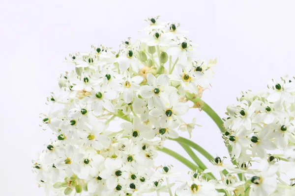 アラビア星の花 オーニソガラム製 Arabicum と春の背景 グラフィック リソース — ストック写真