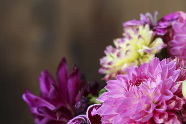 ダリアと菊の花の背景 グラフィックリソース — ストック写真