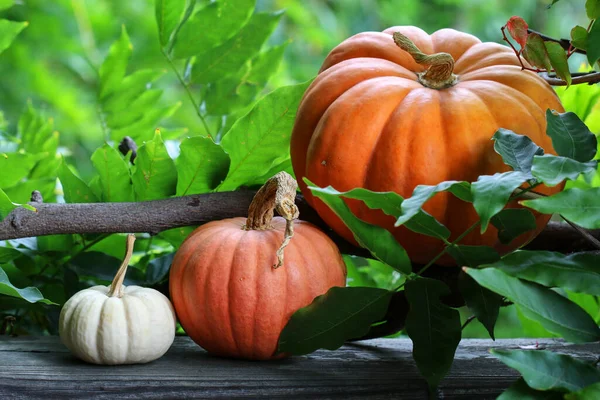 Beautiful Pumpkins Garden Autumn Decor — Stock Photo, Image