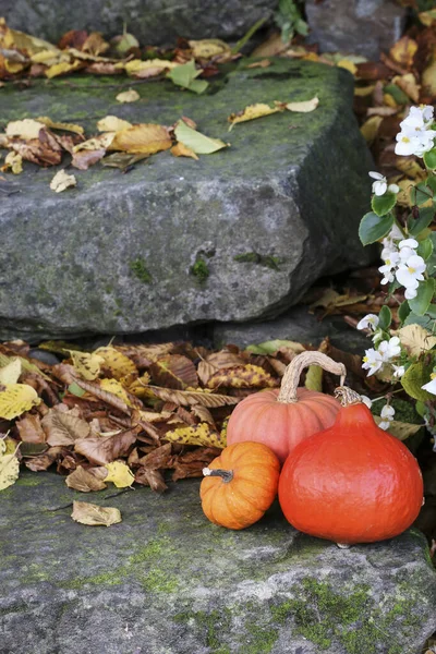 Kleurrijke Pompoenen Stenen Trap Tuin Herfst Decor — Stockfoto