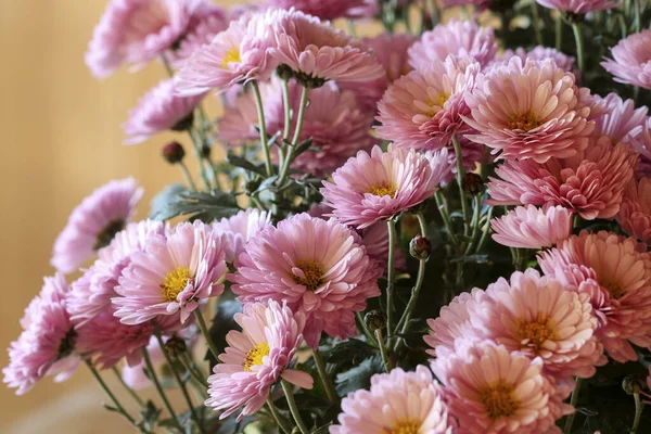 美しいピンクの菊の花 秋の装飾 — ストック写真