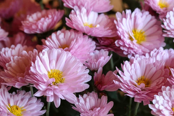 Beautiful Pink Chrysanthemum Flowers Aurumn Decor — Stock Photo, Image