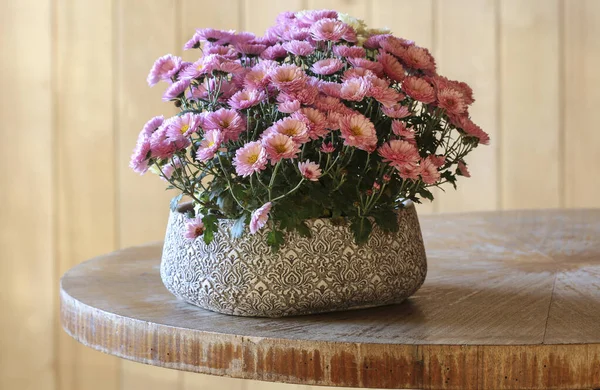 Vacker Rosa Krysantemum Blommor Aurumn Inredning — Stockfoto
