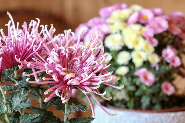 Een Prachtige Roze Chrysant Bloemen Herfst Decor — Stockfoto