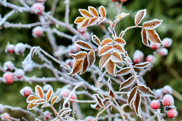 庭の霜の葉 秋の時間 — ストック写真