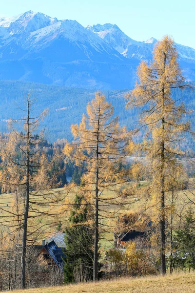 Hohe Fichten Gegen Die Bergkette Schöne Landschaft — Stockfoto