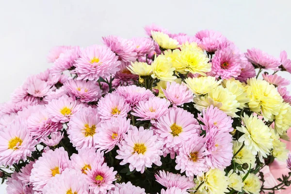 Flores Crisantemo Aisladas Sobre Fondo Blanco Recursos Gráficos —  Fotos de Stock