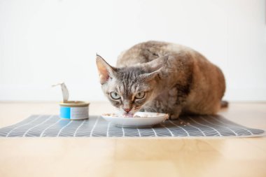 Yerde duran beyaz seramik tabaktan kedi maması yiyen tekir bir kedinin yakın çekimi. Devon Rex ıslak ton balığı tenekesini seviyor. Ev içi. Evcil hayvanınızı kaliteli gıdalarla besleyin. Seçici odak.