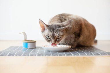 Güzel tekir kedi oturma yanında ahşap yere yerleştirilen bir yiyecek tabak ve ıslak teneke yemek yeme. Seçici odak