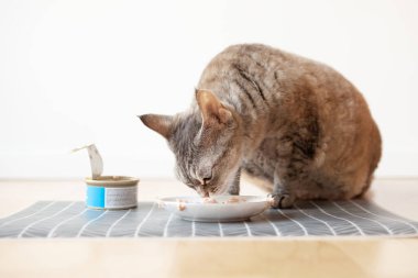 Beyaz seramik tabaktan kedi maması yiyen kedi yere serildi. Devon Rex ıslak teneke seviyor. Seçici odaklanma. Evcil hayvanınızı kaliteli yiyeceklerle besleyin. Uzay alanını kopyala. İç mimari