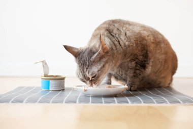 Devon Rex ıslak teneke seviyor. Beyaz seramik tabaktan kedi maması yiyen kedi ahşap zemine yerleştirilmiş. İç mekan. Evcil hayvanınızı kaliteli yiyeceklerle besleyin. Uzay alanını kopyala. Doğal ışık 