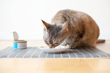 Güzel tekir kedi ahşap zemine yerleştirilmiş bir yemek tabağının yanında oturuyor ve ıslak teneke ton balığı yiyor. Beyaz duvar arka planı, ev içi. Seçici odak