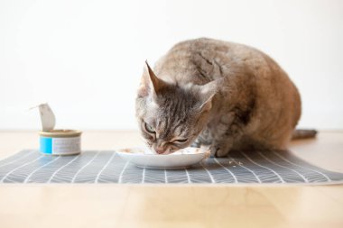 Yerde duran beyaz seramik tabaktan kedi maması yiyen tekir bir kedinin yakın çekimi. Devon Rex ıslak ton balığı tenekesini seviyor. Seçici odaklan. Hayvanını kaliteli yiyeceklerle besle. Seçici odak.