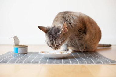 Güzel tekir kedi ahşap zemine yerleştirilmiş bir yemek tabağının yanında oturuyor ve ıslak saf et tenekesi yiyor. Seçici odak