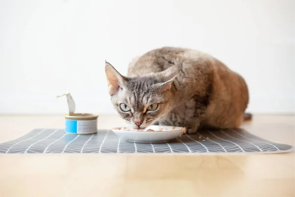 Vacker Tabby Katt Sitter Bredvid Matplatta Placerad Trägolvet Och Äter — Stockfoto