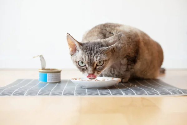 Кошка Табби Сидящая Рядом Тарелкой Едой Поставленной Деревянный Пол Питающаяся — стоковое фото