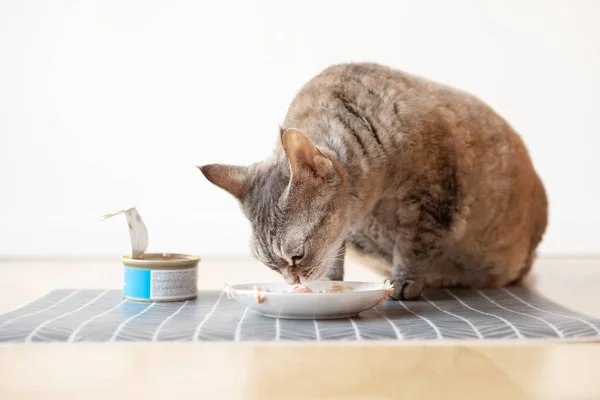 Кішка Яка Їсть Консервовану Їжу Білої Керамічної Тарілки Кладе Мат — стокове фото