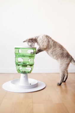 Cat akıllı yavaş beslenme oyuncağı kullanıyor. Kedileri yiyecekleri için çalışmaya teşvik eden interaktif kedi oyunu. Kediciğine meydan okumak için 3 zorluk seviyesi. Yaşam tarzı fotoğrafı, doğal ışık.