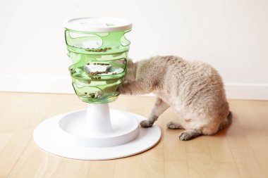 Cat akıllı yavaş beslenme oyuncağı kullanıyor. Kedileri yiyecekleri için çalışmaya teşvik eden interaktif kedi oyunu. Kediciğine meydan okumak için 3 zorluk seviyesi. Kedi yakalar ve köpek mamalarını temizler.. 