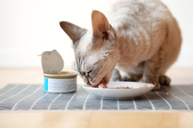 Devon Rex ıslak ton balığı tenekesini seviyor. Evcil hayvanınızı kaliteli yiyeceklerle besleyin. Doğal soslu balık çorbası. Yere konmuş beyaz seramik tabaktan konserve yiyen tekir kedinin yakın çekimi..