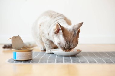 Yerde duran beyaz seramik tabaktan kedi maması yiyen tekir bir kedinin yakın çekimi. Kedi ıslak ton balığı tenekesini seviyor. Balık çorbası ve ton balığı filetosu.