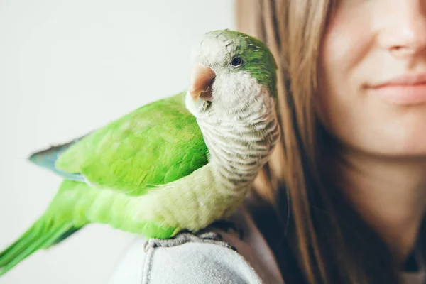 Симпатичний Зелений Одомашнений Папуга Рветься Плече Власника Відчуваючи Себе Теплим — стокове фото