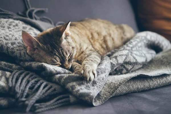 猫の日の睡眠ルーチン タビーキティはソファの上に房が付いたグレーのウールブランケットで寝ています 眠り猫 完璧な夢 暖かくていい雰囲気 自然光の写真 — ストック写真