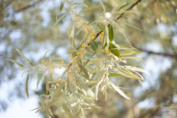 Zeytin ağacı çiçeği, açık havada fotoğraf seçici odak. 