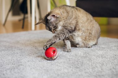 Şişko tekir kedi evde halıda oturuyor ve yavaş yemek oyuncağıyla oynuyor. Kediyi yavaş yavaş besleyen ve kedinin doğal avlanma ihtiyacını gideren kırmızı renkli top dağıtıcısı. Seçici odak doğal ışık fotoğrafı