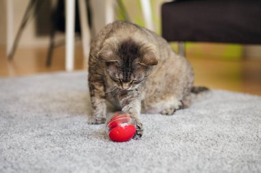 Sevimli kedi, içinde yemek olan yavaş beslenen toptan bir çatırtı çıkarmaya çalışıyor. Pençesiyle itiyor. Oyuncak kedi, evdeki kediler için zorlu bir oyuncakla eğleniyor. Aşırı yeme suçuna suç ortaklığı.