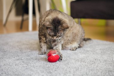 Adorable cat trying to take out a crunch from slow feeder ball with food inside, pushing it with paw. Playful kitty having fun with a challenging toy for felines at home. Accessory against overeating. clipart