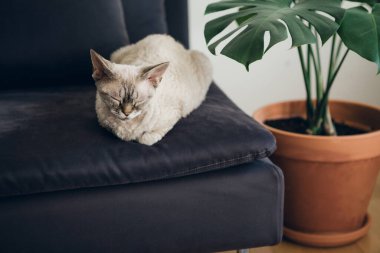 Evdeki kanepede uyumak çok hoş. Uyuyan kedi, mükemmel bir rüya. Doğal ışık, sıcak ve güzel bir ortam. Minimalist iç mimari, canavar bitkisiyle süslenmiş. 