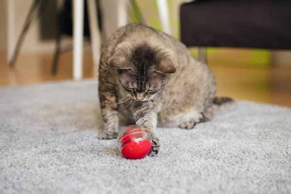 Gato Adorável Tentando Tirar Uma Crise Bola Alimentador Lento Com — Fotografia de Stock