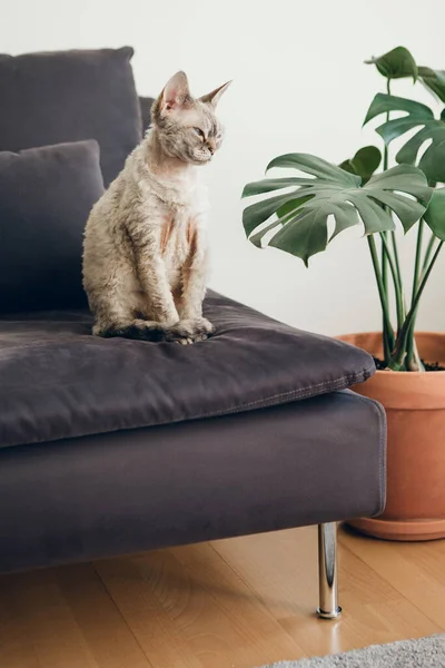 Fajtiszta Felnőtt Devon Rex Nőstény Macska Otthon Fekete Kanapén Modern — Stock Fotó