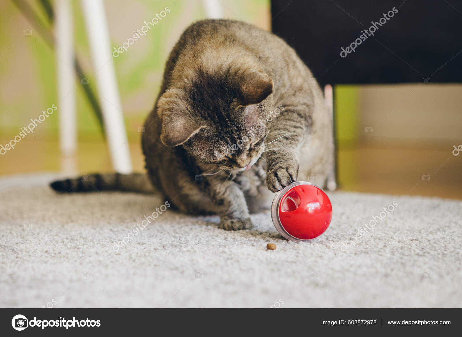 https://st.depositphotos.com/2121325/60387/i/1600/depositphotos_603872978-stock-photo-mature-fat-cat-sitting-carpet.jpg