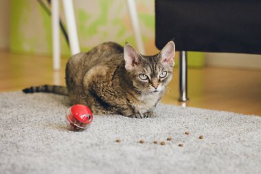 Tabby cat is sitting on the carpet and playing with slow feeder toy - red color ball dispenser that slowly feeds the kitty and satisfies cat's inherent need to hunt. Challenging toy for felines. Selective focus lifestyle photo