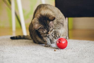 Mature fat cat is sitting on the carpet and playing with slow feeder toy - red color ball dispenser that slowly feeds the kitty and satisfies cat's inherent need to hunt. Selective focus lifestyle photo. Challenging toy for felines
