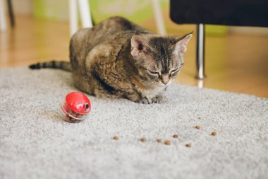 Tabby cat is sitting on the carpet and looking at slow feeder toy - red color ball dispenser that slowly feeds the kitty and satisfies cat's inherent need to hunt. Selective focus lifestyle photo