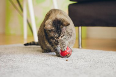 Mature cat is sitting on the carpet and playing with slow feeder toy - red color ball dispenser that slowly feeds the kitty and satisfies cat's inherent need to hunt. Selective focus lifestyle photo