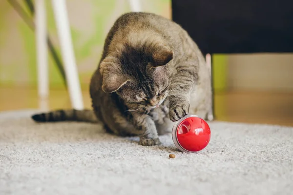 Mature fat cat is sitting on the carpet and playing with slow feeder toy - red color ball dispenser that slowly feeds the kitty and satisfies cat's inherent need to hunt. Selective focus lifestyle photo. Challenging toy for felines