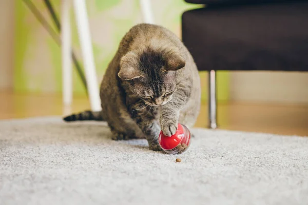 Mature Cat Sitting Carpet Playing Slow Feeder Toy Red Color — Zdjęcie stockowe