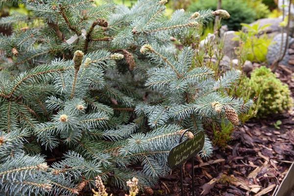 Close Picea Pungens Hermann Naue Flat Topped Bushy Selection Colorado — ストック写真